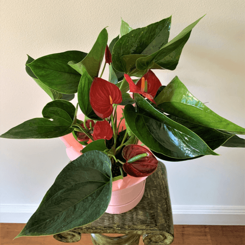 Anthurium plant  in a pink hatbox sitting on a stand.