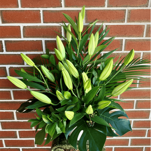 White oriental lilies and tropical foliage arranged in a white ceramic container