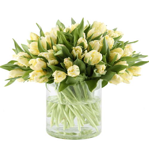 Clear glass vase with white tulips